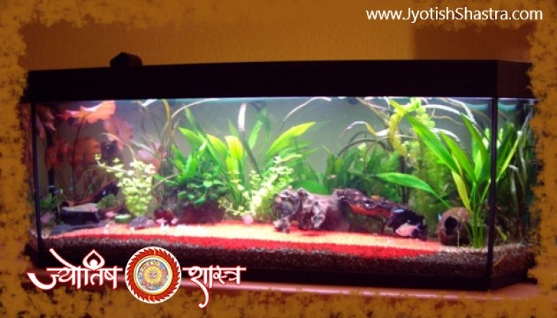 fish-pond-aquarium-office-home-fengshui-astrology-jyotishshastra-hd-png-image