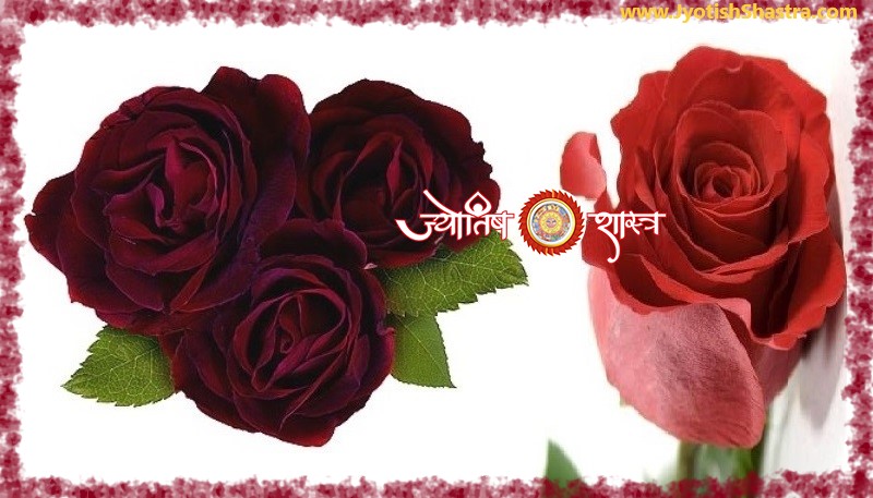 rose-dark-red-maroon-color-Astrology-Palmistry-JyotishShastra-hd-png-image